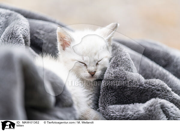 Ktzchen / kitten / MAW-01362