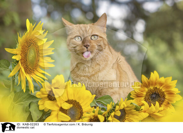 Hauskatze / domestic cat / KAB-02263