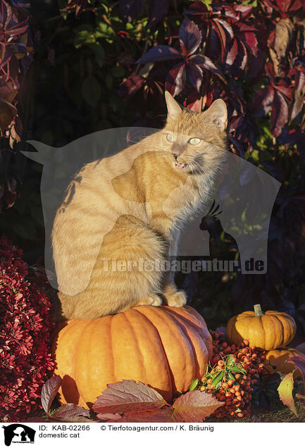 Hauskatze / domestic cat / KAB-02266