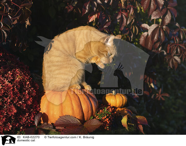 Hauskatze / domestic cat / KAB-02270