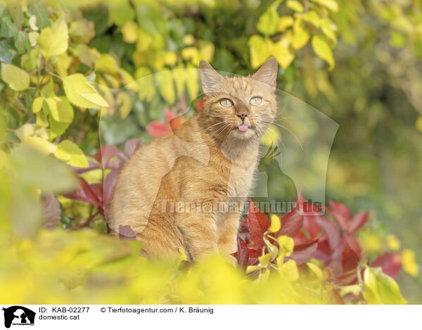 Hauskatze / domestic cat / KAB-02277