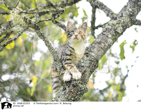 young cat / KAB-02303
