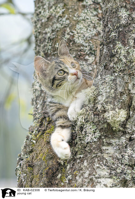 young cat / KAB-02306
