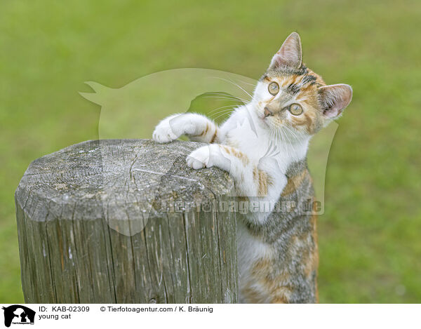 young cat / KAB-02309