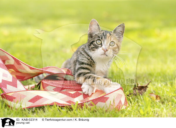 junge Hauskatze / young cat / KAB-02314