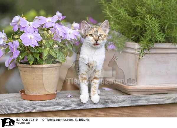 junge Hauskatze / young cat / KAB-02319