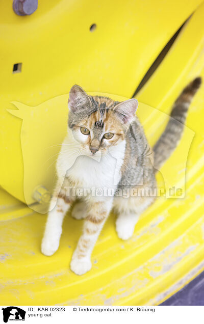 junge Hauskatze / young cat / KAB-02323