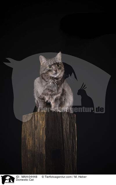 Hauskatze / Domestic Cat / MAH-04448