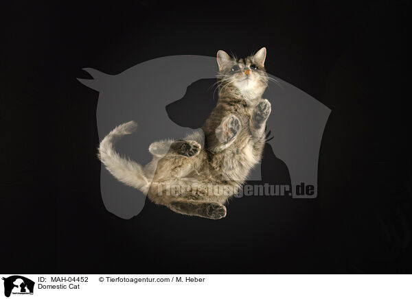 Hauskatze / Domestic Cat / MAH-04452