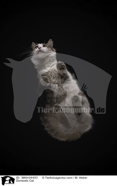 Hauskatze / Domestic Cat / MAH-04453