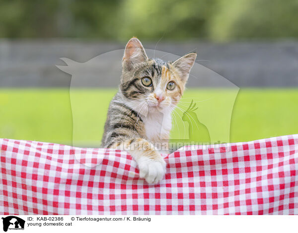 young domestic cat / KAB-02386