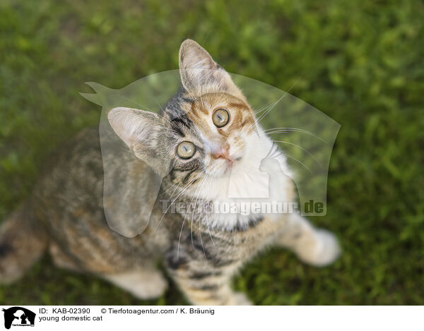 Hausktzchen / young domestic cat / KAB-02390