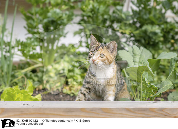 Hausktzchen / young domestic cat / KAB-02422