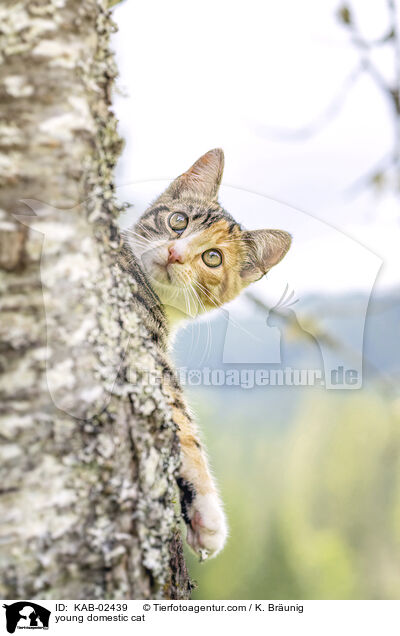 Hausktzchen / young domestic cat / KAB-02439