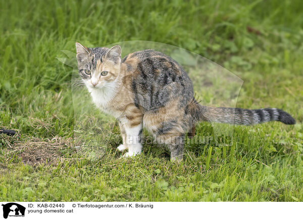 Hausktzchen / young domestic cat / KAB-02440