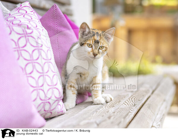 Hausktzchen / young domestic cat / KAB-02443