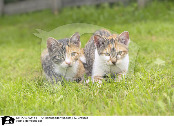 Hausktzchen / young domestic cat / KAB-02454