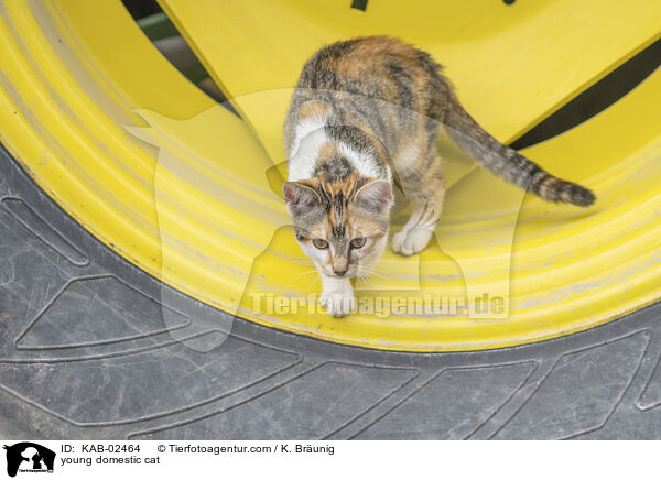 Hausktzchen / young domestic cat / KAB-02464