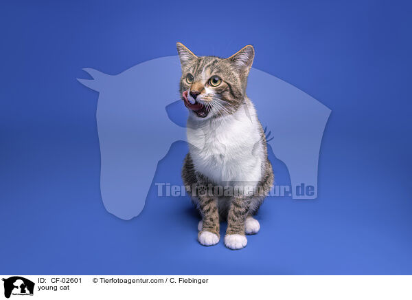 junge Hauskatze / young cat / CF-02601