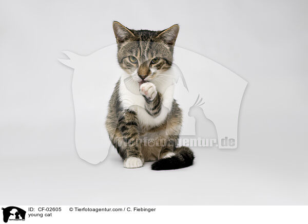 young cat / CF-02605