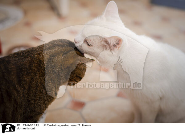 domestic cat / TAH-01315
