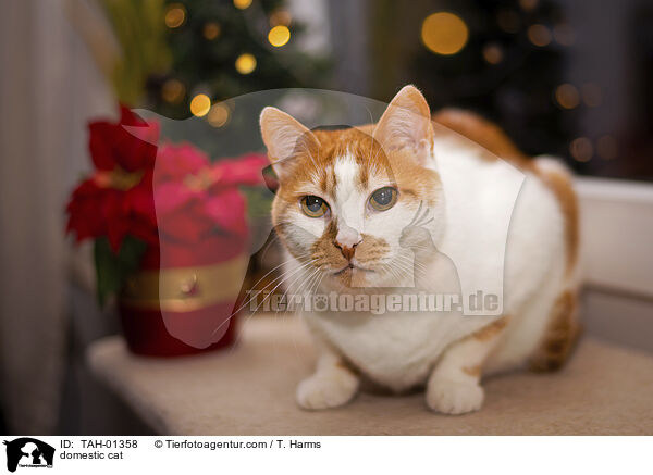 Hauskatze / domestic cat / TAH-01358