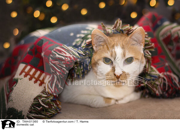 Hauskatze / domestic cat / TAH-01360