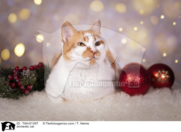 Hauskatze / domestic cat / TAH-01397