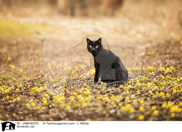 domestic cat / JAM-06376