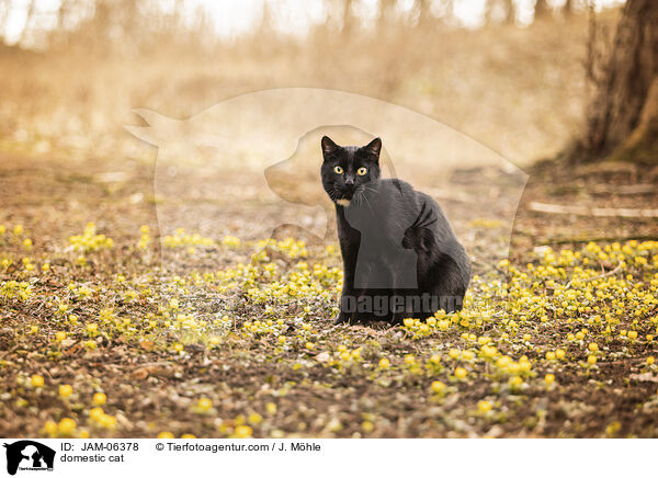 domestic cat / JAM-06378
