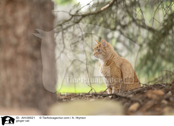 rote Hauskatze / ginger cat / AH-08921