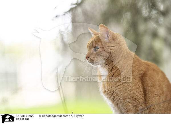 rote Hauskatze / ginger cat / AH-08922