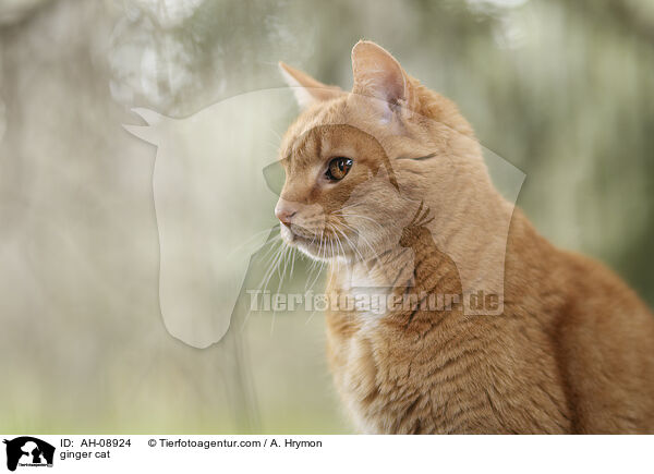 rote Hauskatze / ginger cat / AH-08924