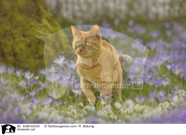 Hauskatze / domestic cat / KAB-02530