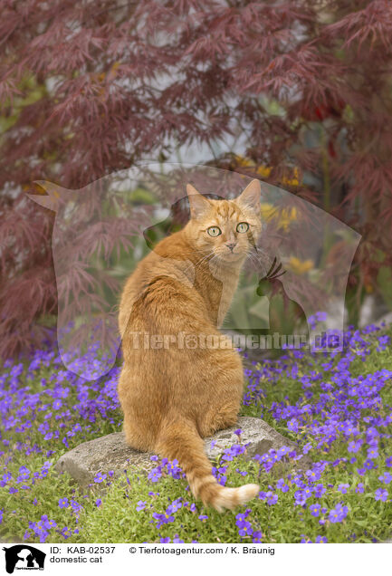 Hauskatze / domestic cat / KAB-02537