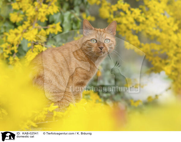 Hauskatze / domestic cat / KAB-02541