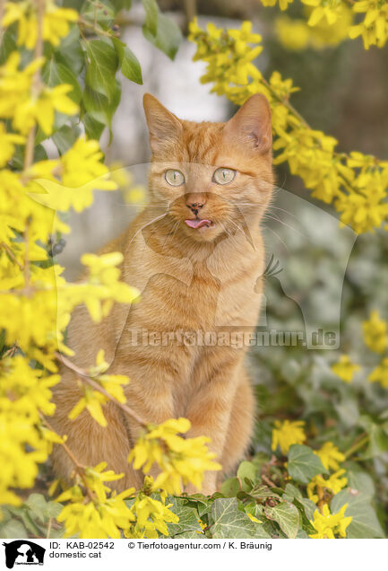 Hauskatze / domestic cat / KAB-02542