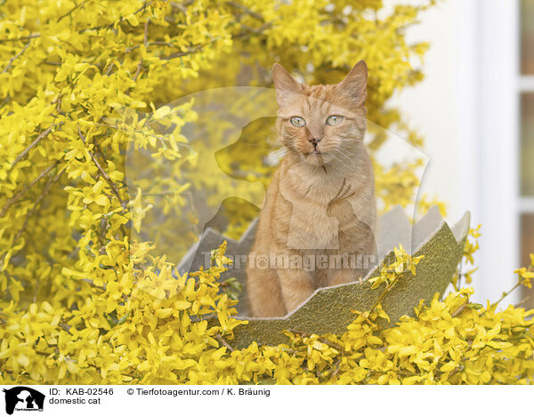 Hauskatze / domestic cat / KAB-02546