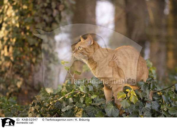 Hauskatze / domestic cat / KAB-02547