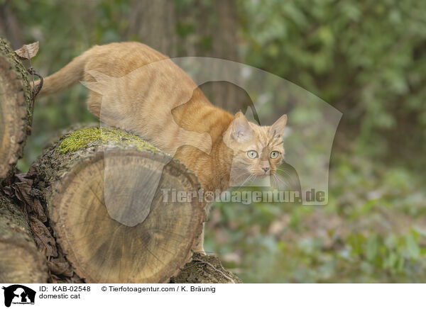 Hauskatze / domestic cat / KAB-02548