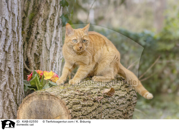 Hauskatze / domestic cat / KAB-02550