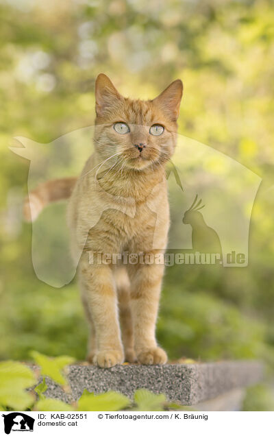 Hauskatze / domestic cat / KAB-02551