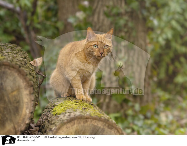 Hauskatze / domestic cat / KAB-02552