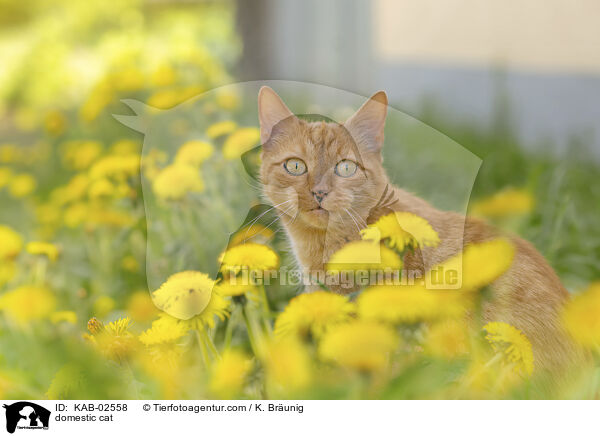 Hauskatze / domestic cat / KAB-02558