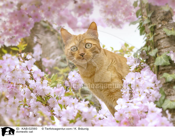 Hauskatze / domestic cat / KAB-02560