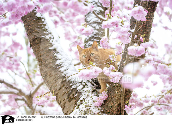 Hauskatze / domestic cat / KAB-02561