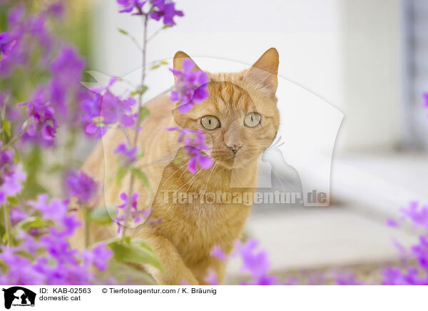 Hauskatze / domestic cat / KAB-02563