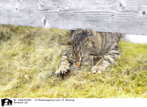 Hauskatze / domestic cat / KAB-02569