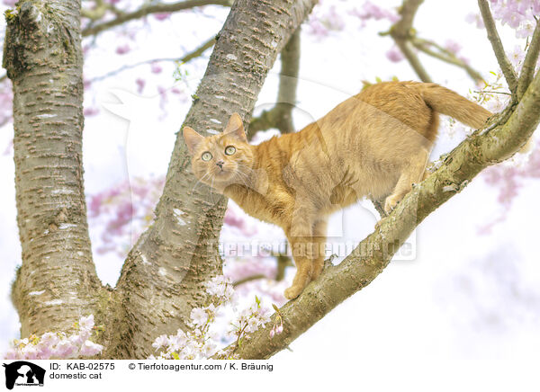 Hauskatze / domestic cat / KAB-02575