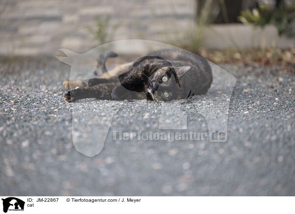 Katze / cat / JM-22867